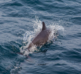 Pod of striped dolphins Azores