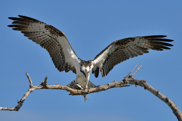 Fototapeta na wymiar Osprey with catch