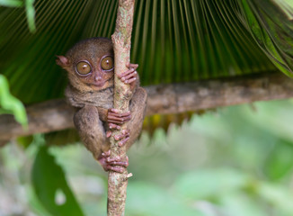 Smiling cute tarsier sitting on a tree,  Bohol island, Philippines