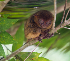 Smiling cute tarsier sitting on a tree,  Bohol island, Philippines