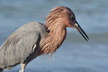 REDDISH EGRET WITH CATCH 