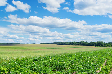 Rustic bright landscape with flowering potatoes in the foreground