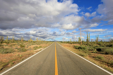 Classic panorama view of an endless straight road running through a Large Elephant Cardon cactus...