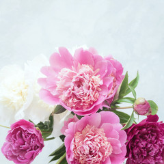 Pink peony flowers on white background. Square crop, selective focus. Valentine's day, Mother's day or Women's day concept