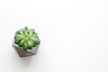 Succulent plant in concrete plant pot on white background. Copy space for text. Mock up