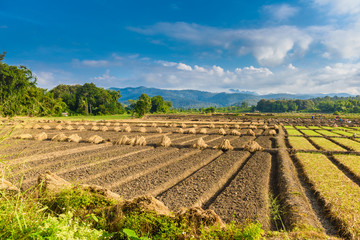 Fototapeta na wymiar Landscape view of a freshly growing agriculture vegetable