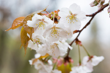 日本の桜・山桜（ヤマザクラ）/ Cerasus jamasakura