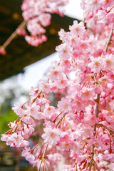 日本　京都の桜・八重紅枝垂（ヤエベニシダレ）/ Cerasus spachiana ‘Pleno-rosea’