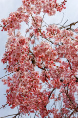 日本　京都の桜・八重紅枝垂（ヤエベニシダレ）/ Cerasus spachiana ‘Pleno-rosea’