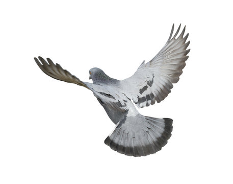 Pigeon flying isolated on white background