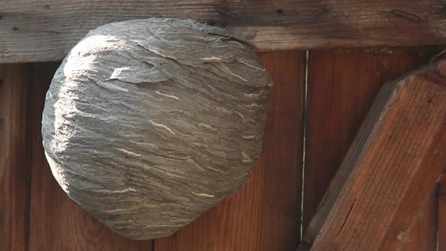 Life of insects. Wasps are flying. An aspen nest on a wooden door. Close-up.
