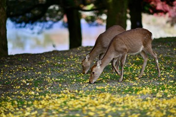 日本の庭園と鹿と紅葉