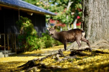 日本の庭園と鹿と紅葉