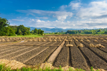 Fototapeta na wymiar Landscape view of a freshly growing agriculture vegetable