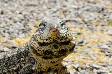 Argentine Black and White Giant Tegu, Tupinambis Merianae or Salvator Merianae, in Uruguay