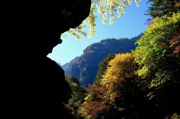 日本の庭園と鹿と紅葉