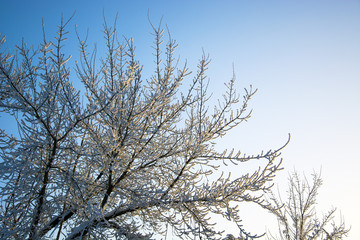winter зима