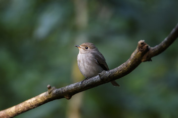 Asian brown flycatcher perching on tree branch with green bokeh background , Thailand