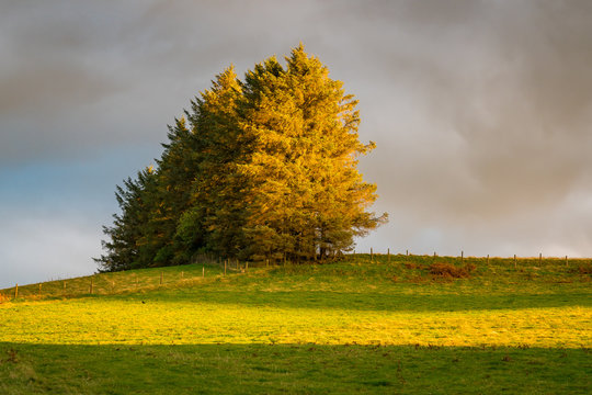 Trees with the evening sun shining through some grey clouds, seen near Trecastle in Powys, Wales, UK