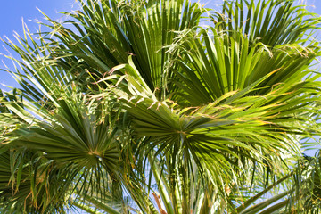 Fototapeta premium Palm tree close-up in the blue sky.