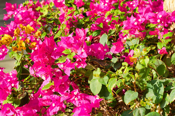 Background. Pink and orange tropical flowers on a background of clear sky. Selective focus. The plan is complete.