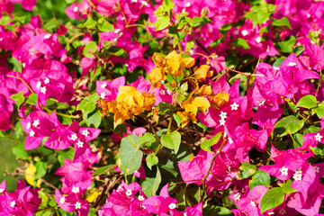 Background. Pink and orange tropical flowers on a background of clear sky. Selective focus.