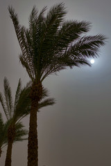 Tropical palm trees at sunset. Vertical shot.