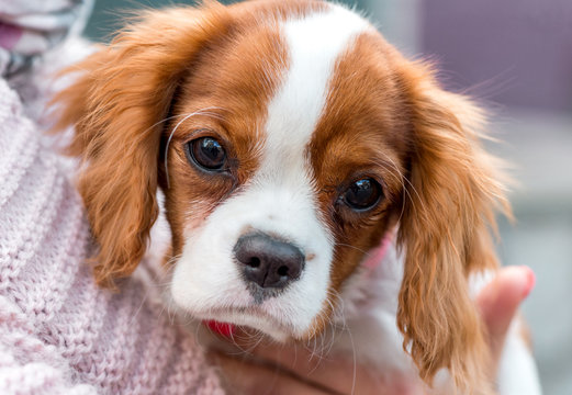 Cavalier King Charles Spaniel  puppy portrait close-up  in  owner hands
