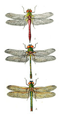 Illustration of a dragonfly
