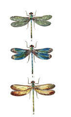 Illustration of a dragonfly - 187575443