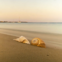 Two seashells against the sea of Xrisi akti in Paros island in Greece.
