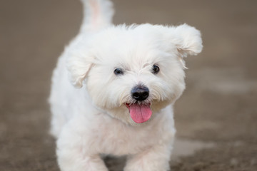 Maltese dog running outdoors