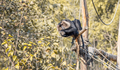 lion tailed macaque