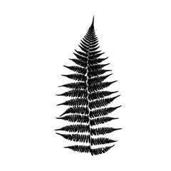 Fern leaf silhouette. Vector illustration