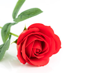 Single Red plastic fake roses on white