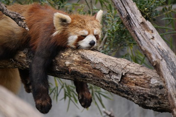 Fototapeta premium レッサーパンダ, Red panda, lesser panda