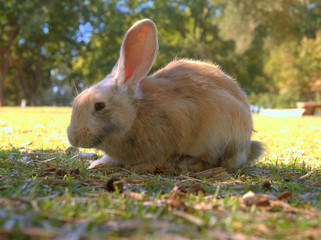 closeup from the side of an eating rabbit at Lokrum, Croatia near Dubrovnik