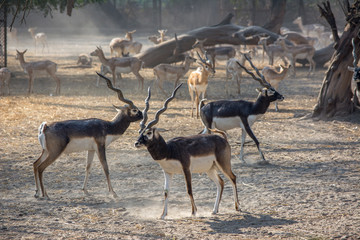 black buck