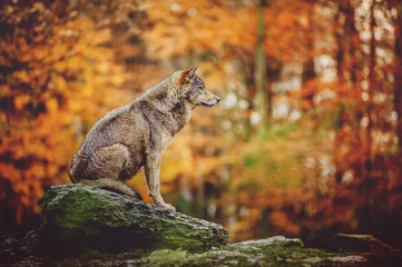 Fotobehang Wolf Wolf zittend op de steen in het herfstbos.