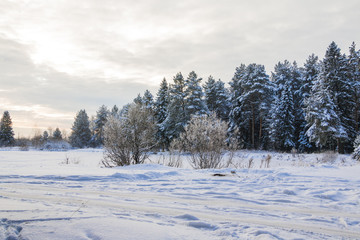 Trees covered snow in winter forest