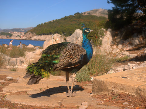 Fototapeta View of Male Peacock at  Lokrum Island near Dubrovnik