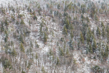 Aerial view of trees covered by snow in a forest, on the side of Subasio mountain (Umbria), creating a kind of abstract texture