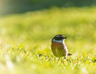 Petit oiseau tec-tec en gros plan sur du gazon