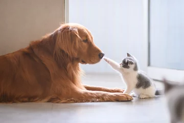 Tuinposter The Golden retriever and the kitten © chendongshan