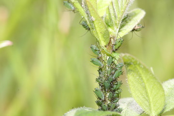 Sowthistle aphids (Hypermyzus lactucae) on sowthistle stem

