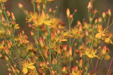 St. John's wort herbs