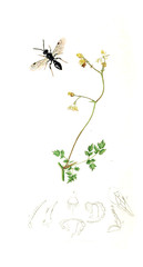 Illustration of insects and plants