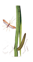 Illustration of insects and plants