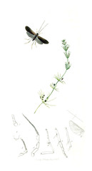 Illustration of insects and plants
