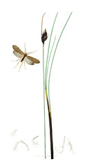 Illustration of insects and plants